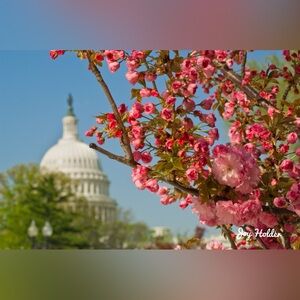 Pink Cherry Blossom Photography Print